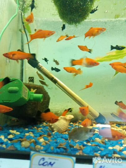 Магазин всё для рыбок 
