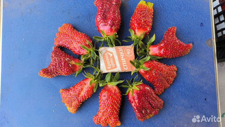 Рассада ремонтантной клубники