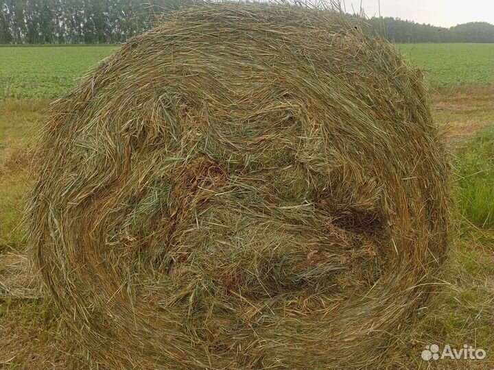Продам сено в рулонах