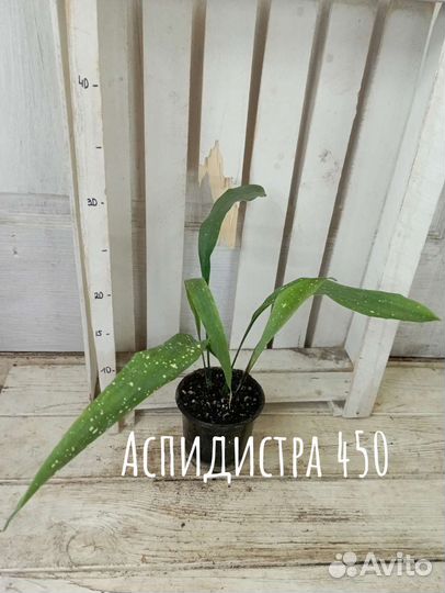 Комнатные цветы растение аспидистра Милки Вэй