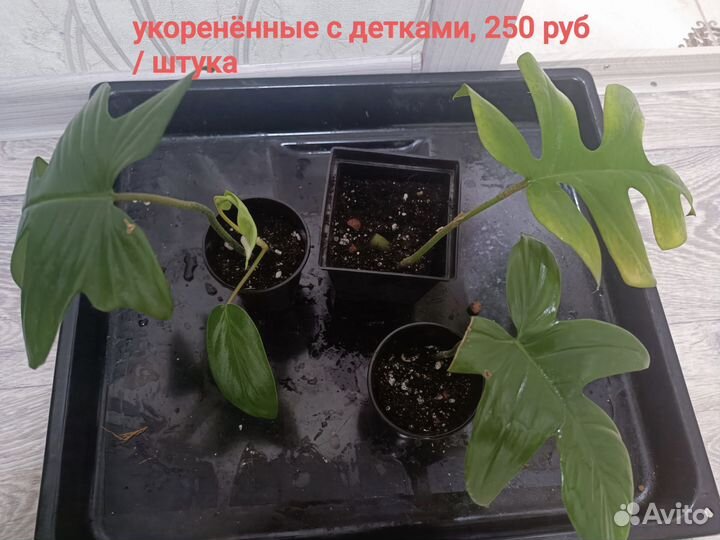 Комнатные цветы