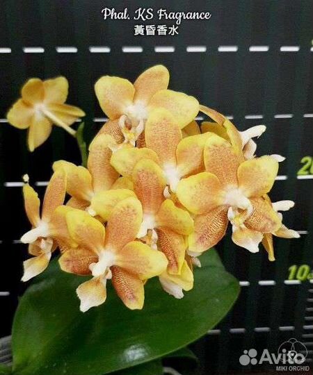 Орхидея: Phal. KS Fragrance
