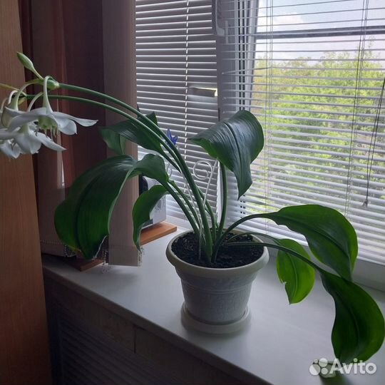 Цветок аспидистра