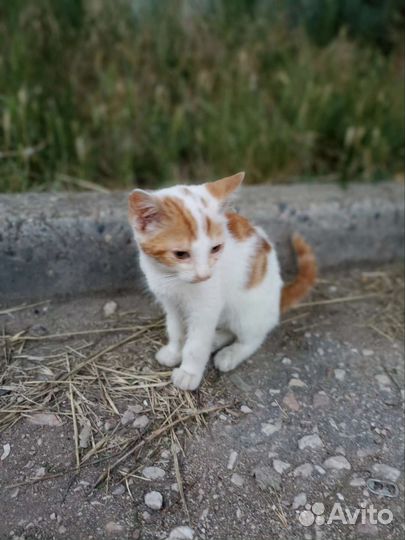 Рыжий котенок