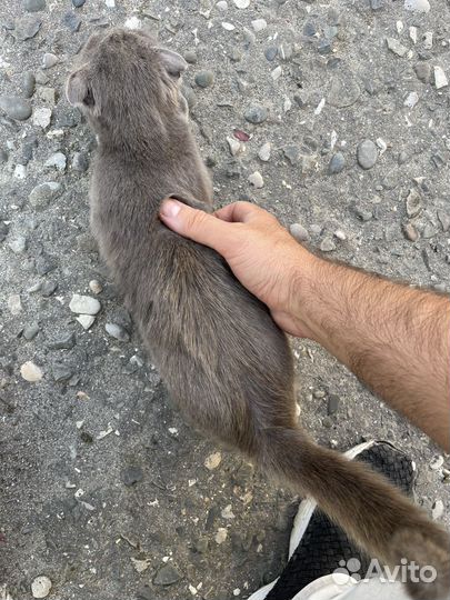 Шотландский котонок вислоухий