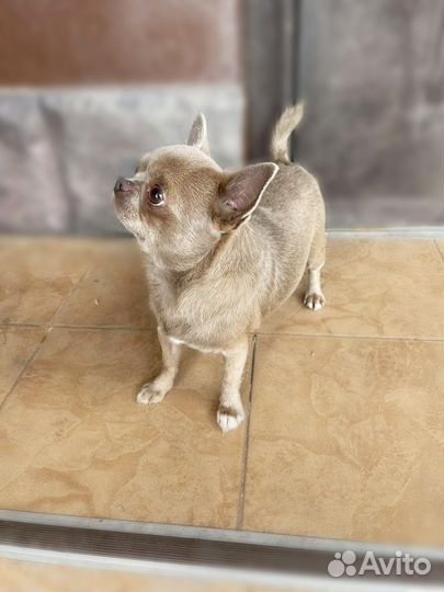 Вязка. Жених. Лиловый мальчик