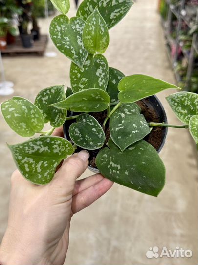 Сциндапсус аргиера