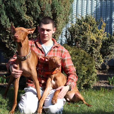 Фараонова собака, щенок