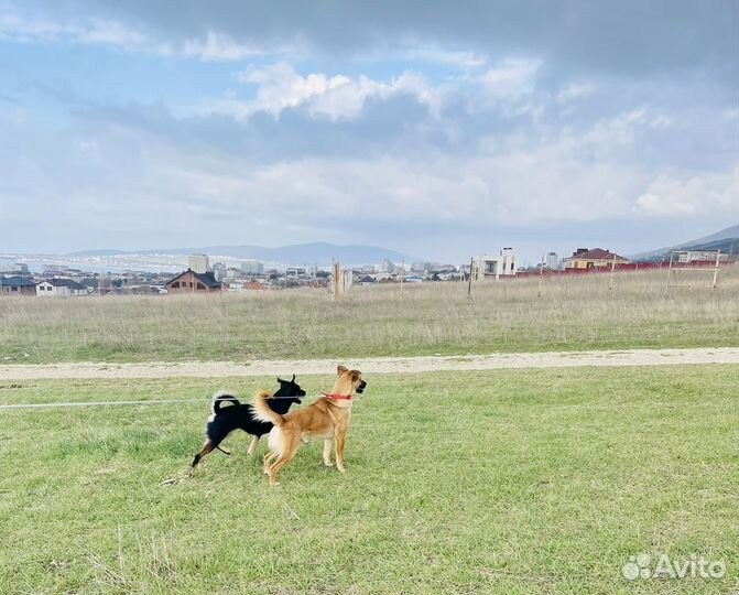 Собаки в добрые руки