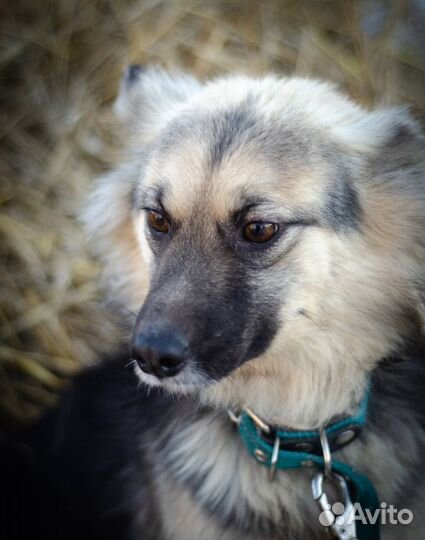 Стерилизованная заоночек Альта