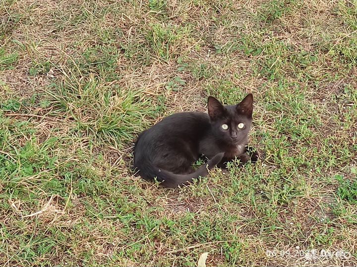 Кошка в дар бесплатно
