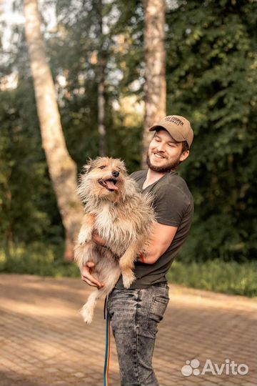 Красавец Боско в добрые руки