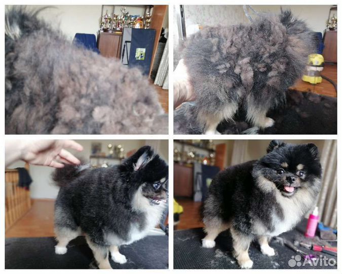 Стрижка домашних животных