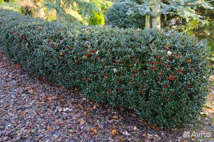 Падуб, разные виды, семена