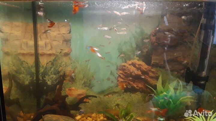 Мальки гуппи