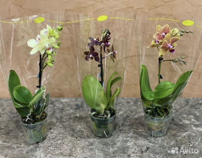 Орхидея фаленопсис мини