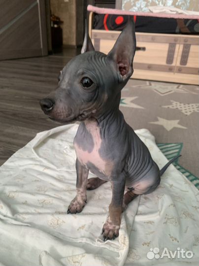 Американский голый терьер