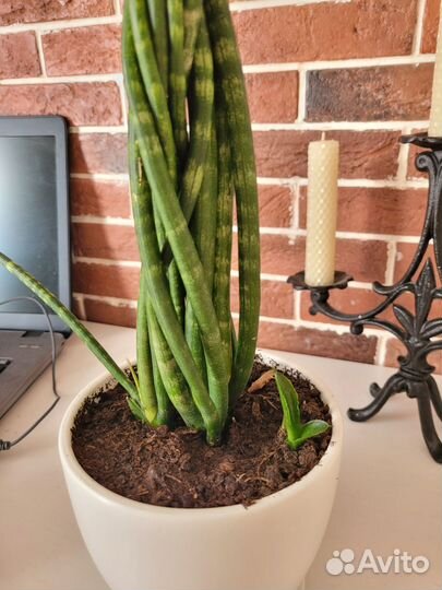 Сансевиерия цилиндрика