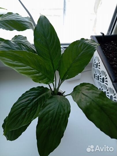 Спатифиллум Шопен