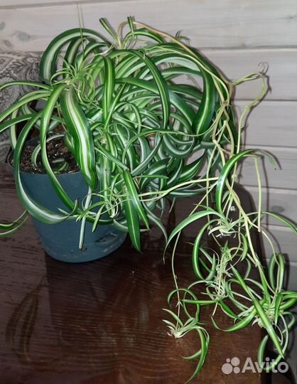 Замиокулькас, хлорофитум кудряв, эписция, коллизия