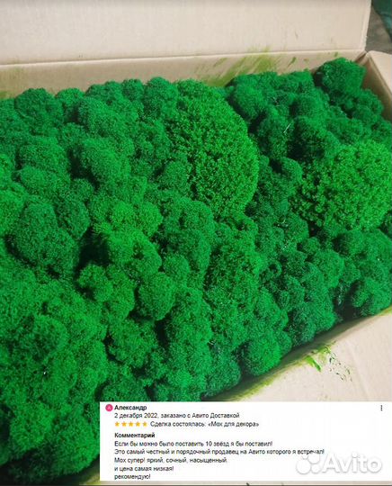 Стабилизированный мох в розницу кашпо декор