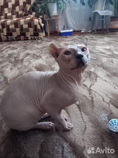 Канадский сфинкс эльф