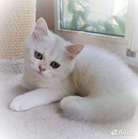 Настоящий британец