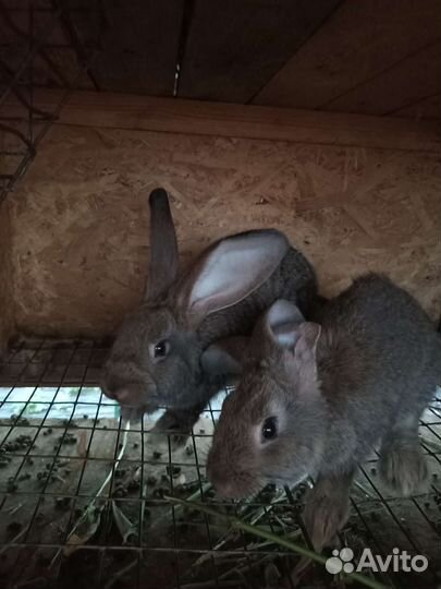 Кролик. Фландеры