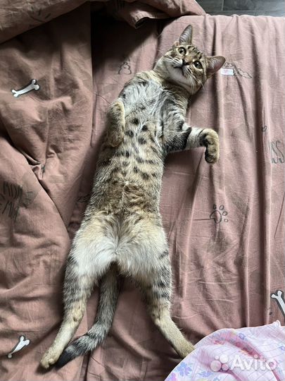 Кот