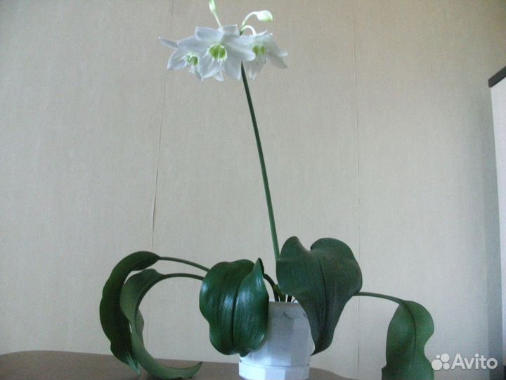 Взрослые цветы в больших горшках