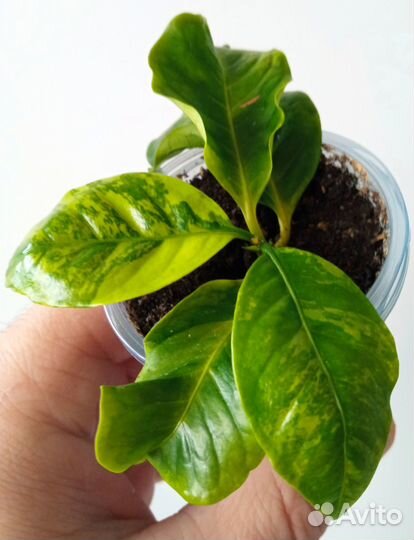 Кофе вариегатный