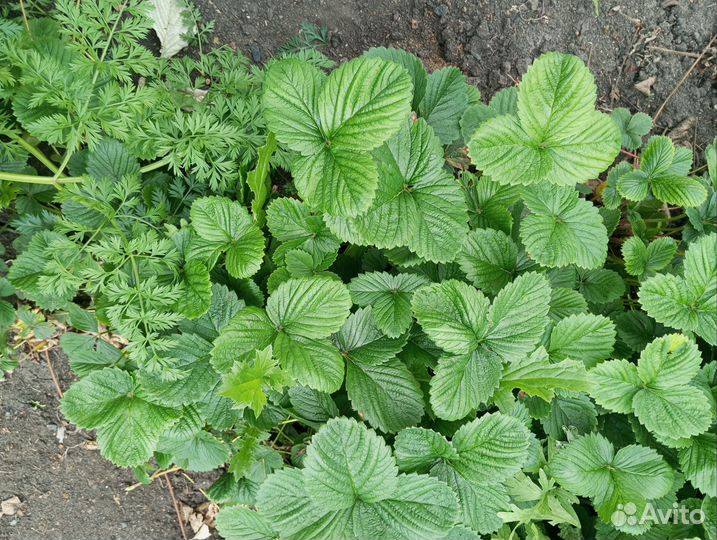 Рассада клубники