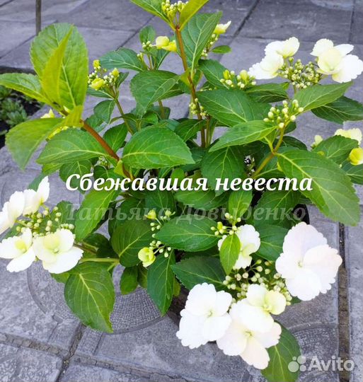 Гортензия Сбежавшая невеста, Френч Болеро