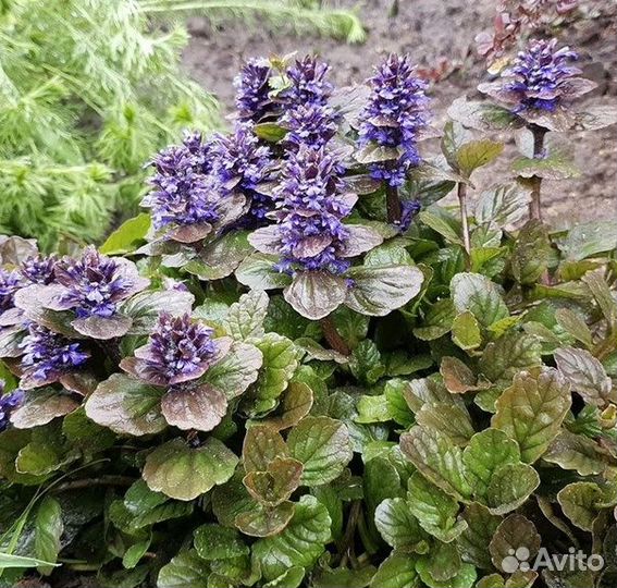 Тимьян, живучка, хауттюйния - покровные растения