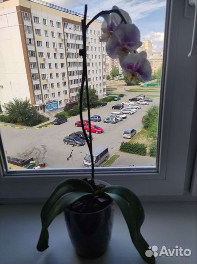 Орхидея фаленопсис