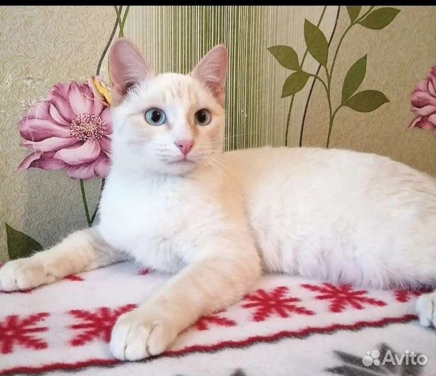 Степашка около 7 месяцев