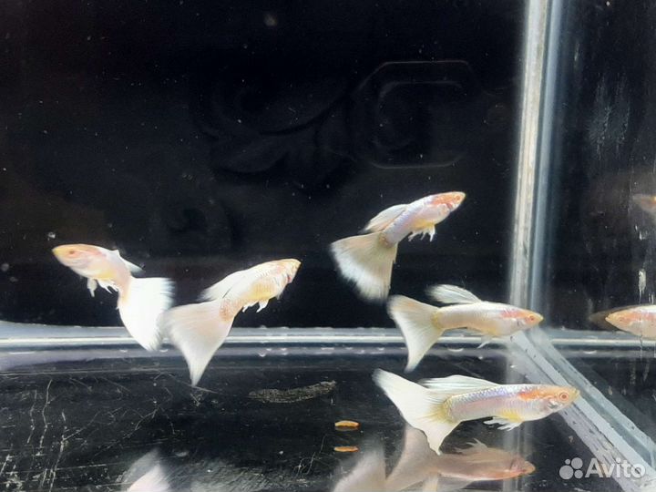 Гуппи чистая линия. Живой корм