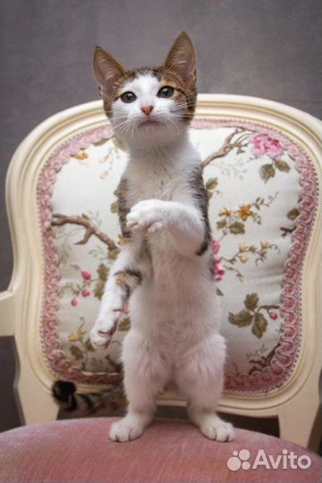 Котенок в дар