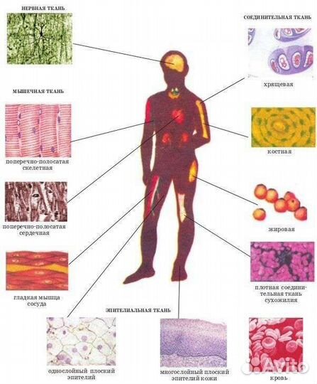 Репетитор по биологии