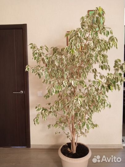 Фикус бенджамина пестролистный