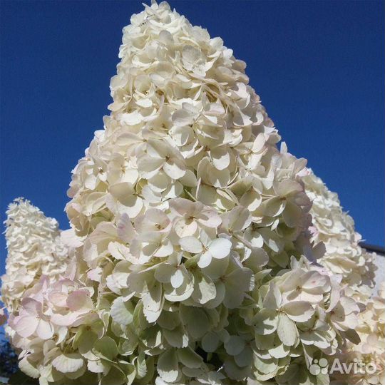 Гортензия сортовые саженцы (зкс)