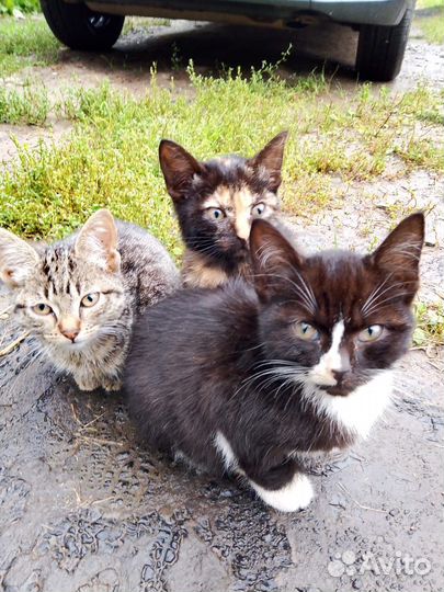 Котята бесплатно