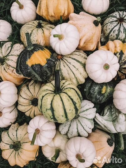 Тыква декоративная