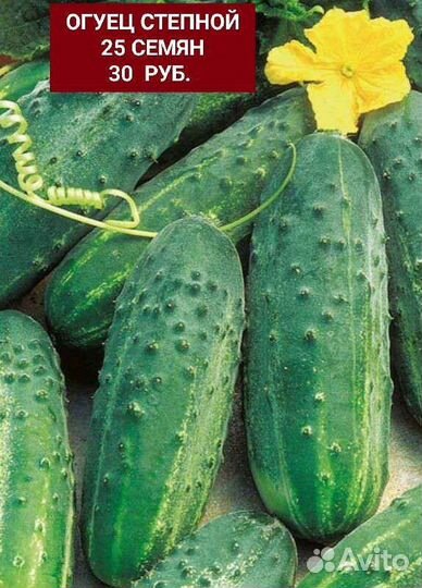 Семена Огурцов