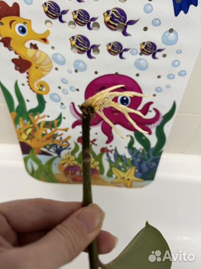 Фикус каучуконосный