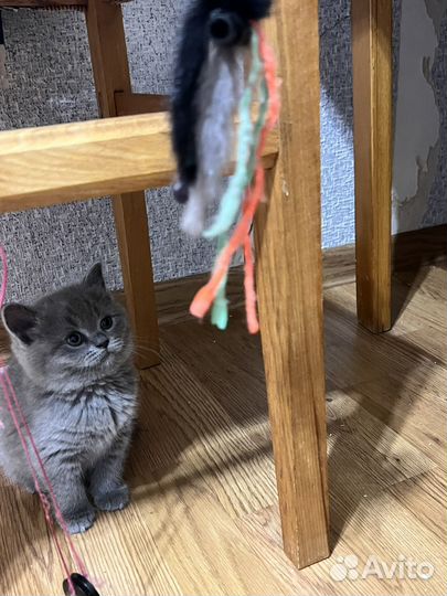 Шотландские вислоухие котята