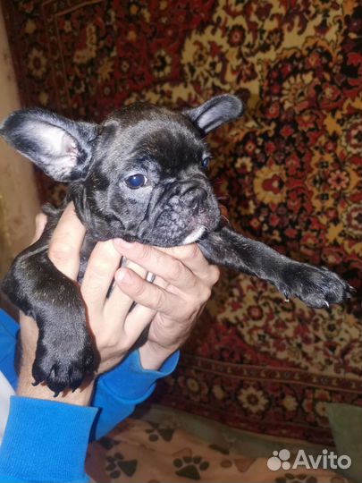 Собаки щенки