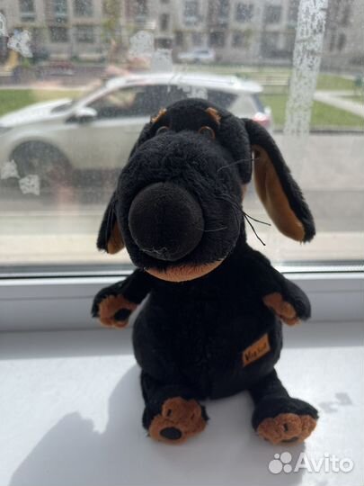 Собака ваксон