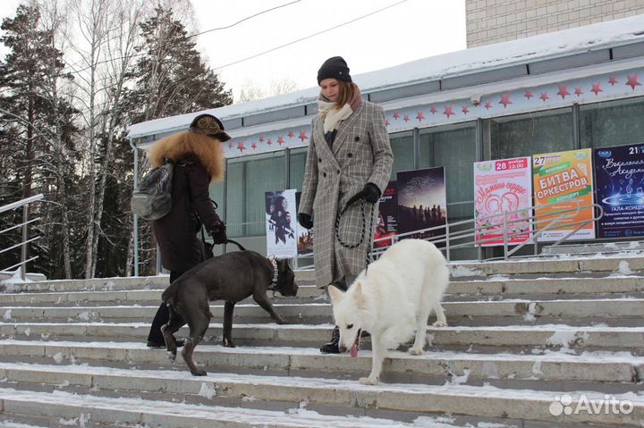 Корректирующая дрессировка собак и кошек