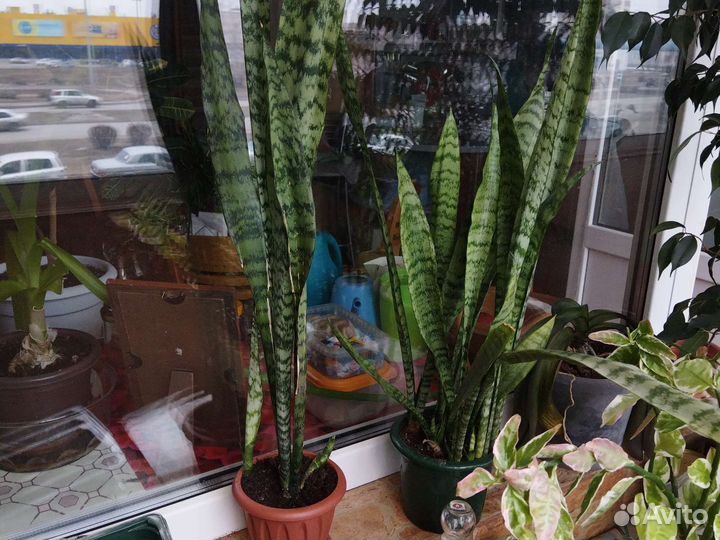 Сансевиерия щучий хвост